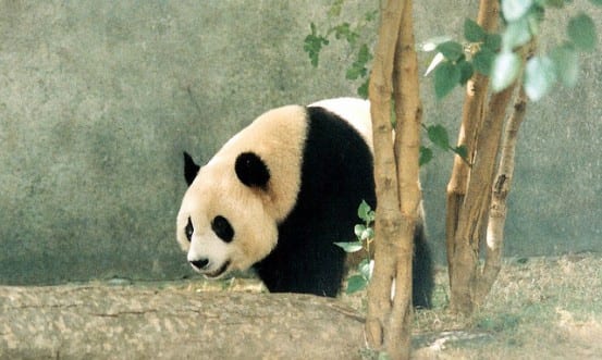 Bronx Zoo Panda