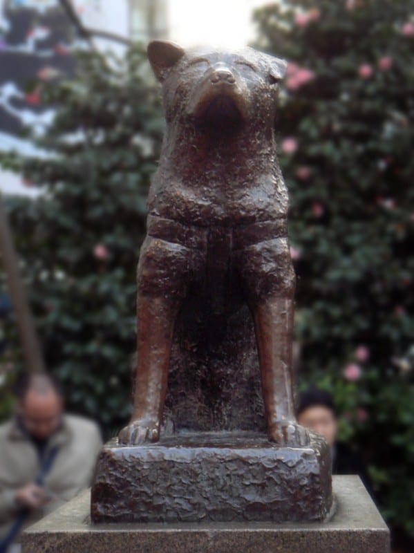 A Visit to Shibuya Station: Hachiko the Loyal Dog & a Cat Cafe – I Ride ...
