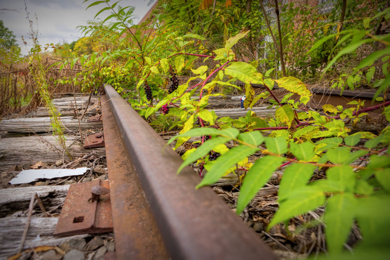 Abandoned and overgrown tracks near WATER